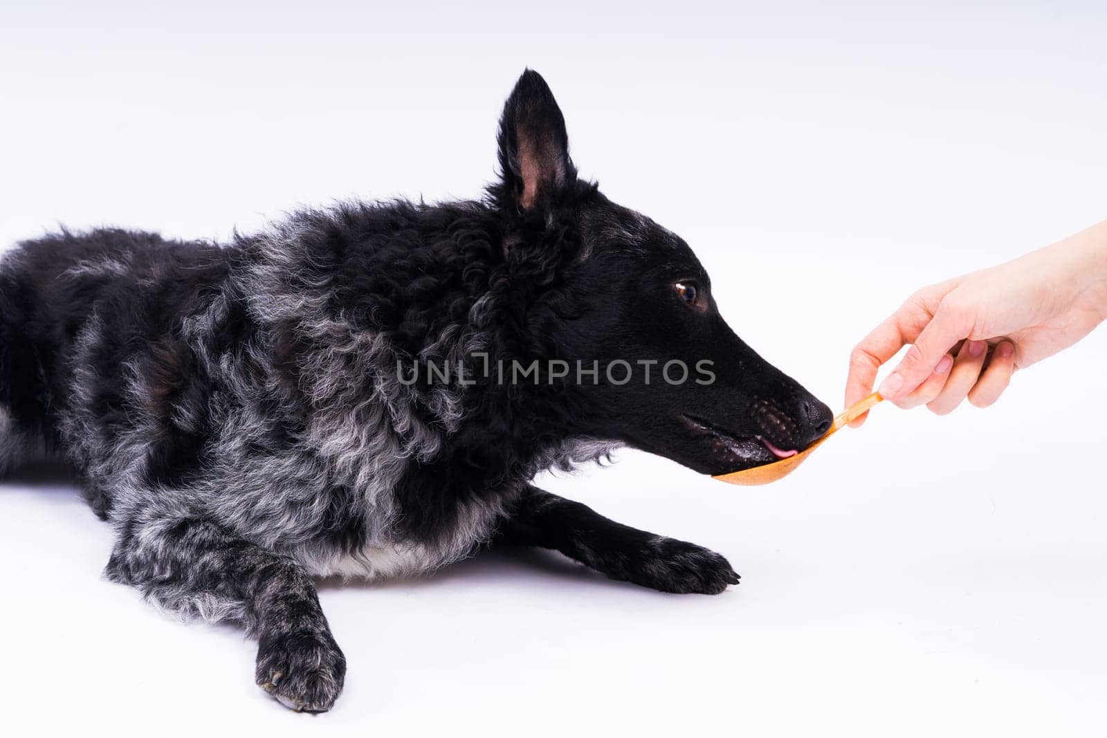 Woman feeding mudi dog on the studio or at home, closeup by Zelenin