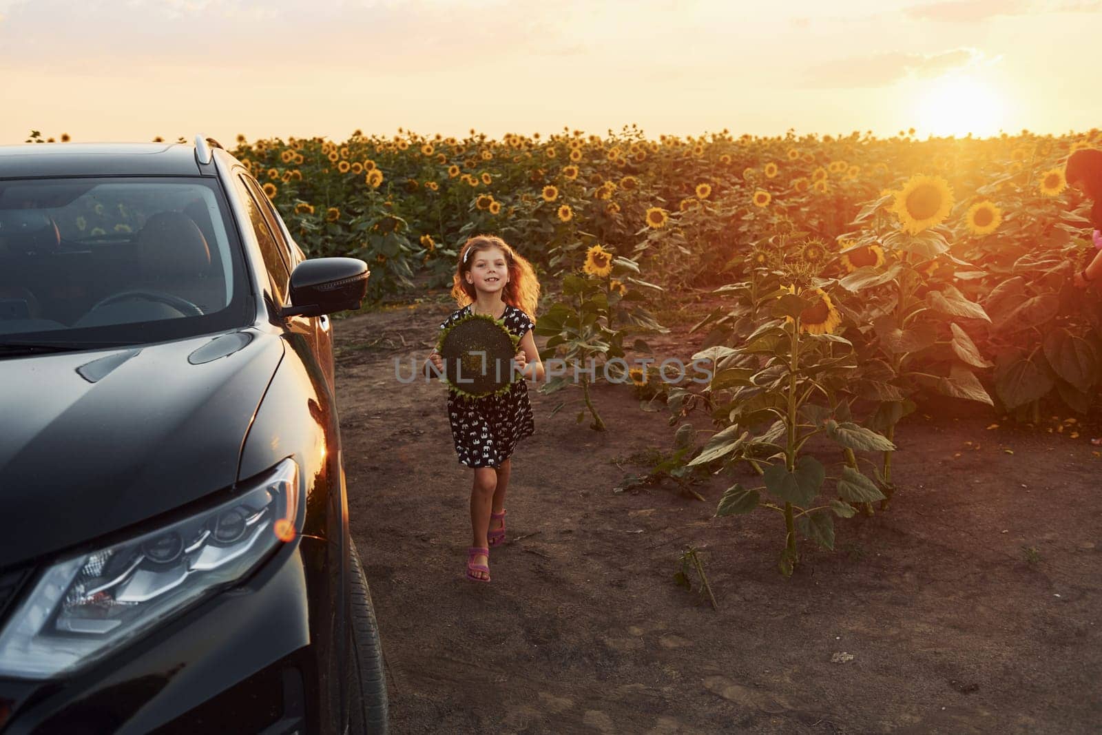 Happy little girl walks on the agricultural field near modern black car and holds sunflower in hand.