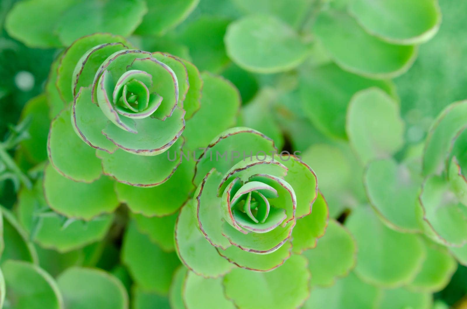 Succulent plant aeonium arboreum closeup, background.