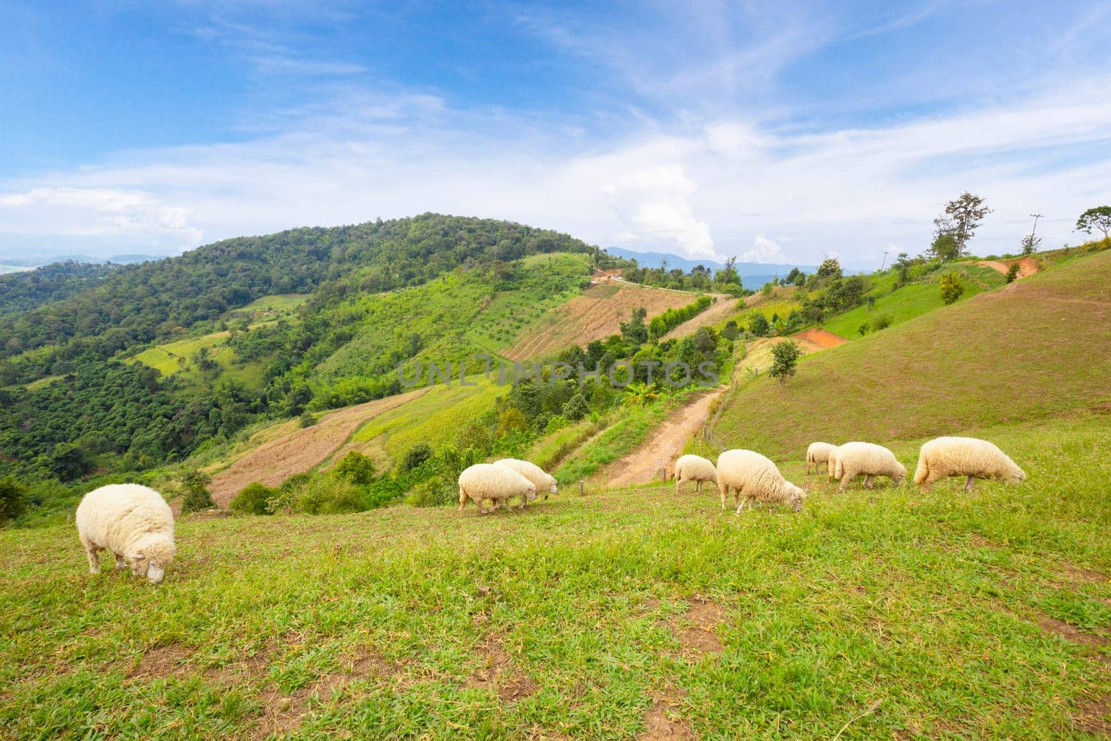 Flock of sheep quietly grazing on green pasture overlooked by mountains beyond.