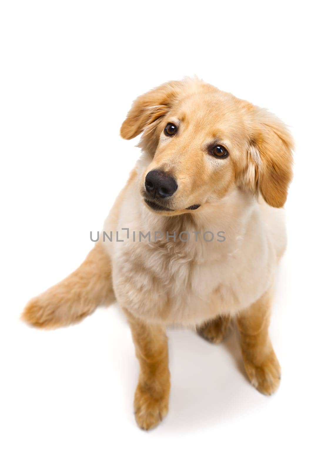 Isolated blond hovawart puppy. Studio shot of a cute Hovawart puppy. golden retriever puppy. 5 month old puppy