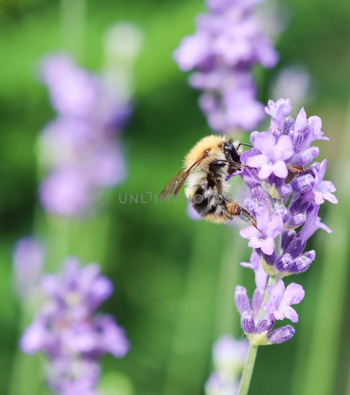 Working bee on lavender flower in summer garden. Gardening and summer vacation concept