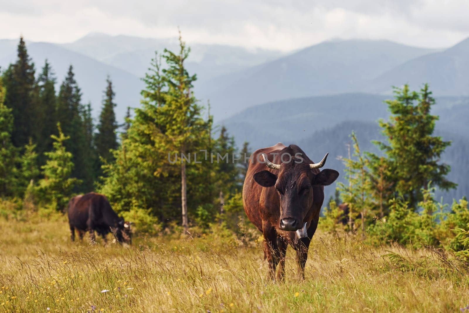 Domestic cows. Majestic Carpathian Mountains. Beautiful landscape of untouched nature.