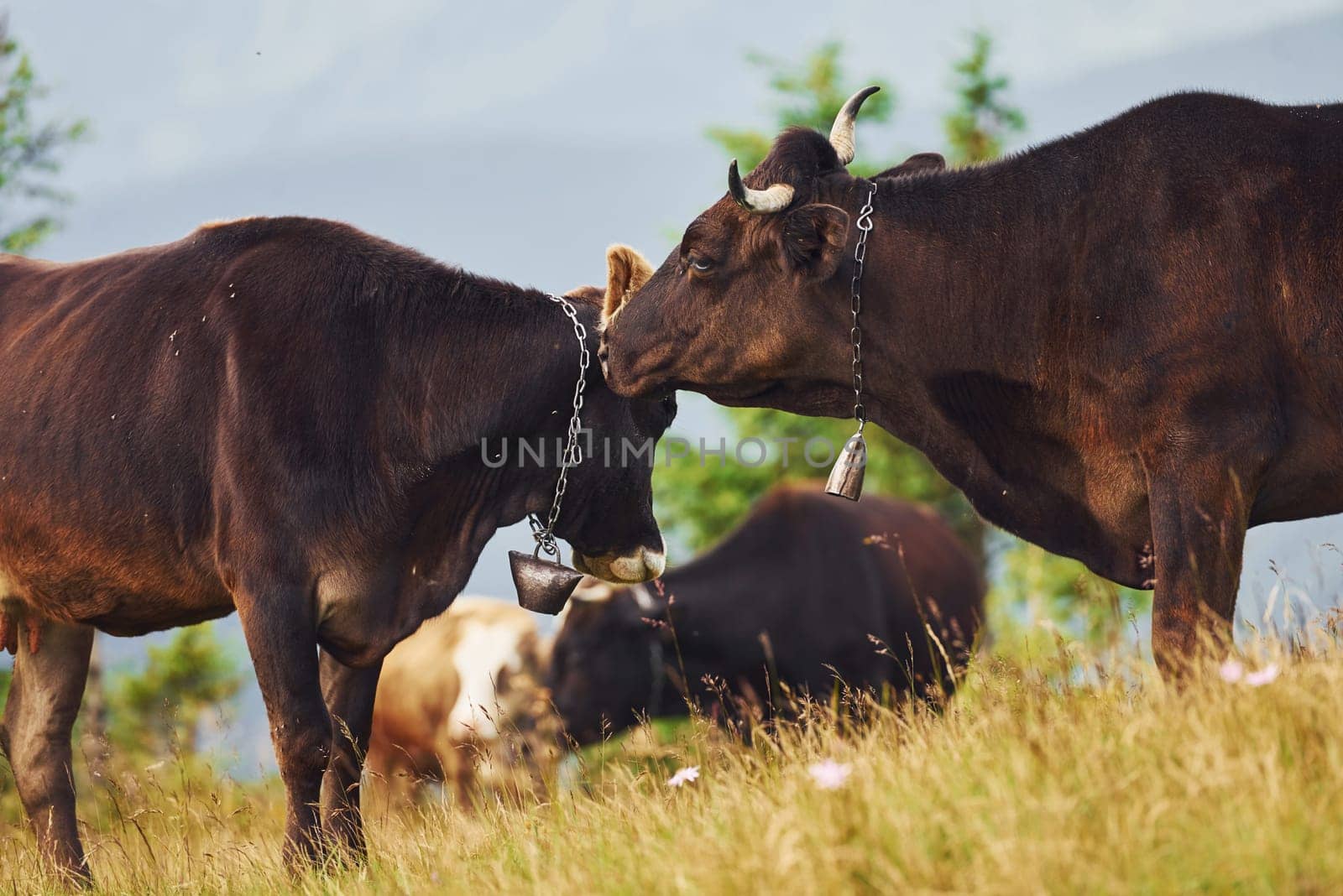 Cows outdoors at Carphatian mountains. Conception of traveling and farming.