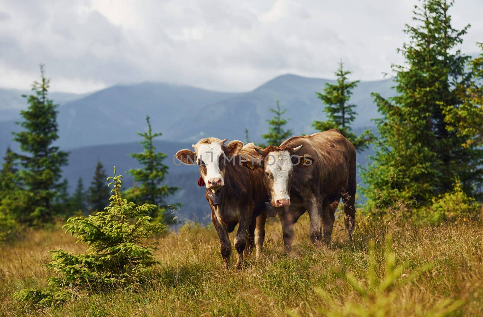 Cows outdoors at Carphatian mountains. Conception of traveling and farming.