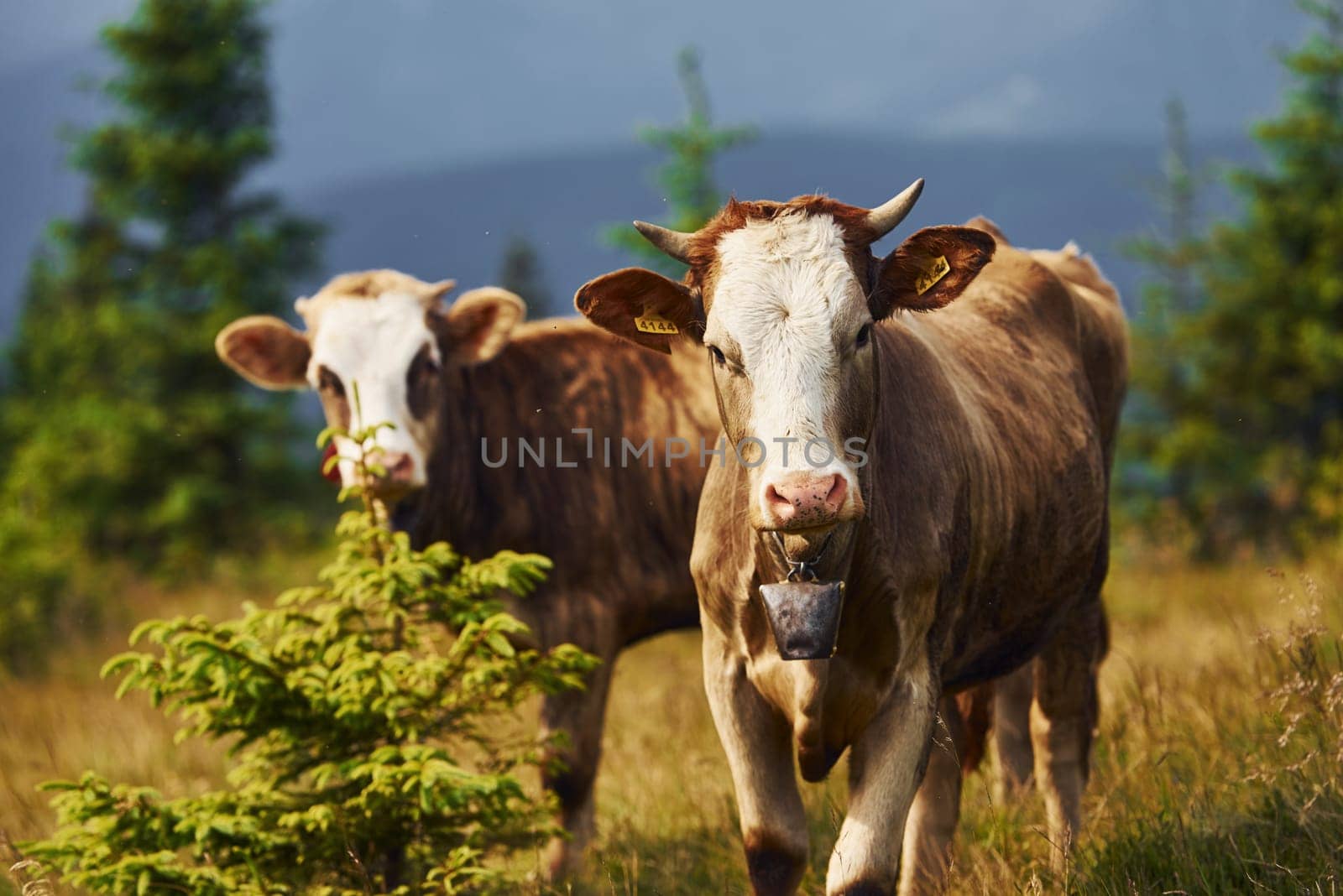 Cows outdoors at Carphatian mountains. Conception of traveling and farming.