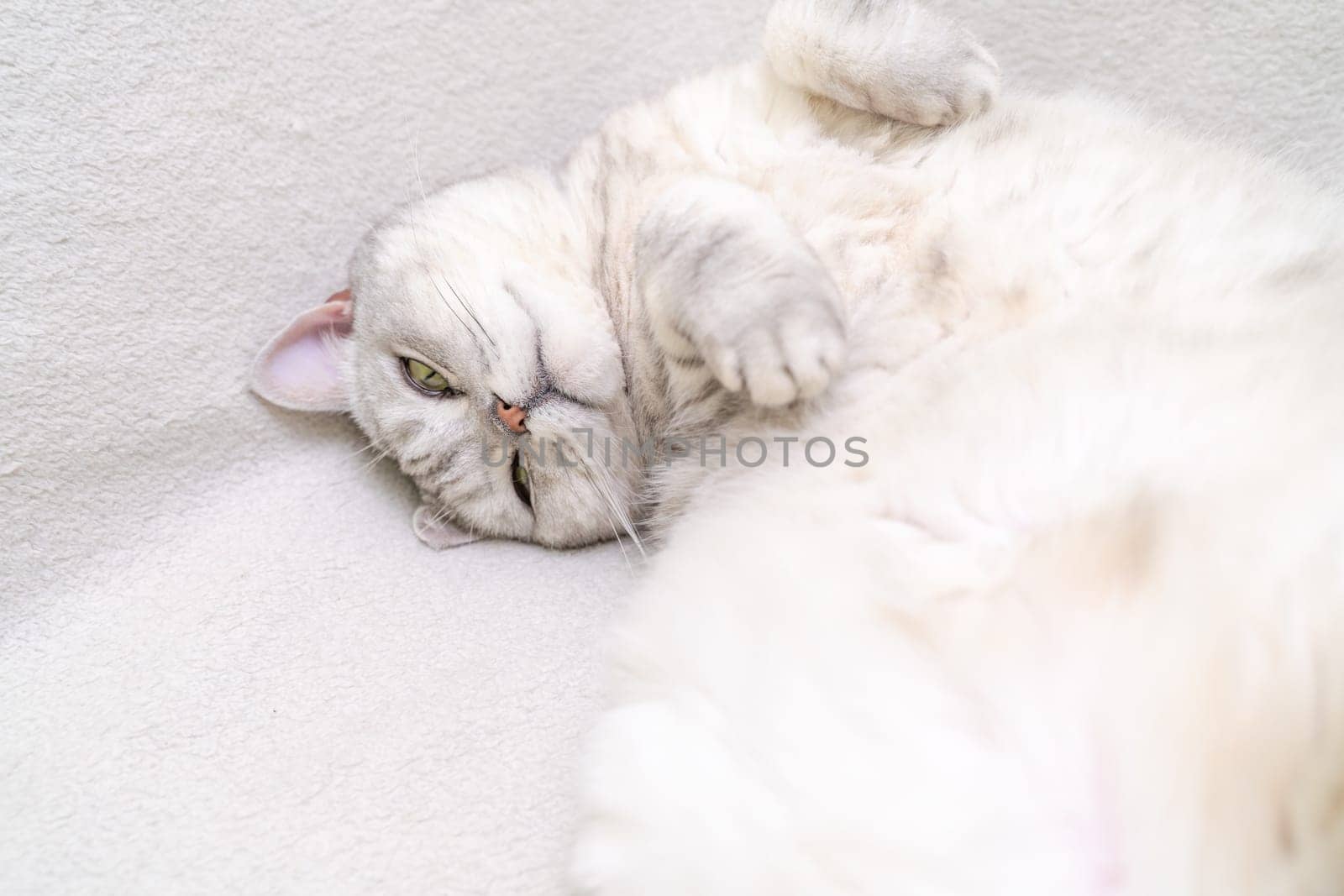 Scottish straight cat lies on his back. Cat upside down. Close up white cat face