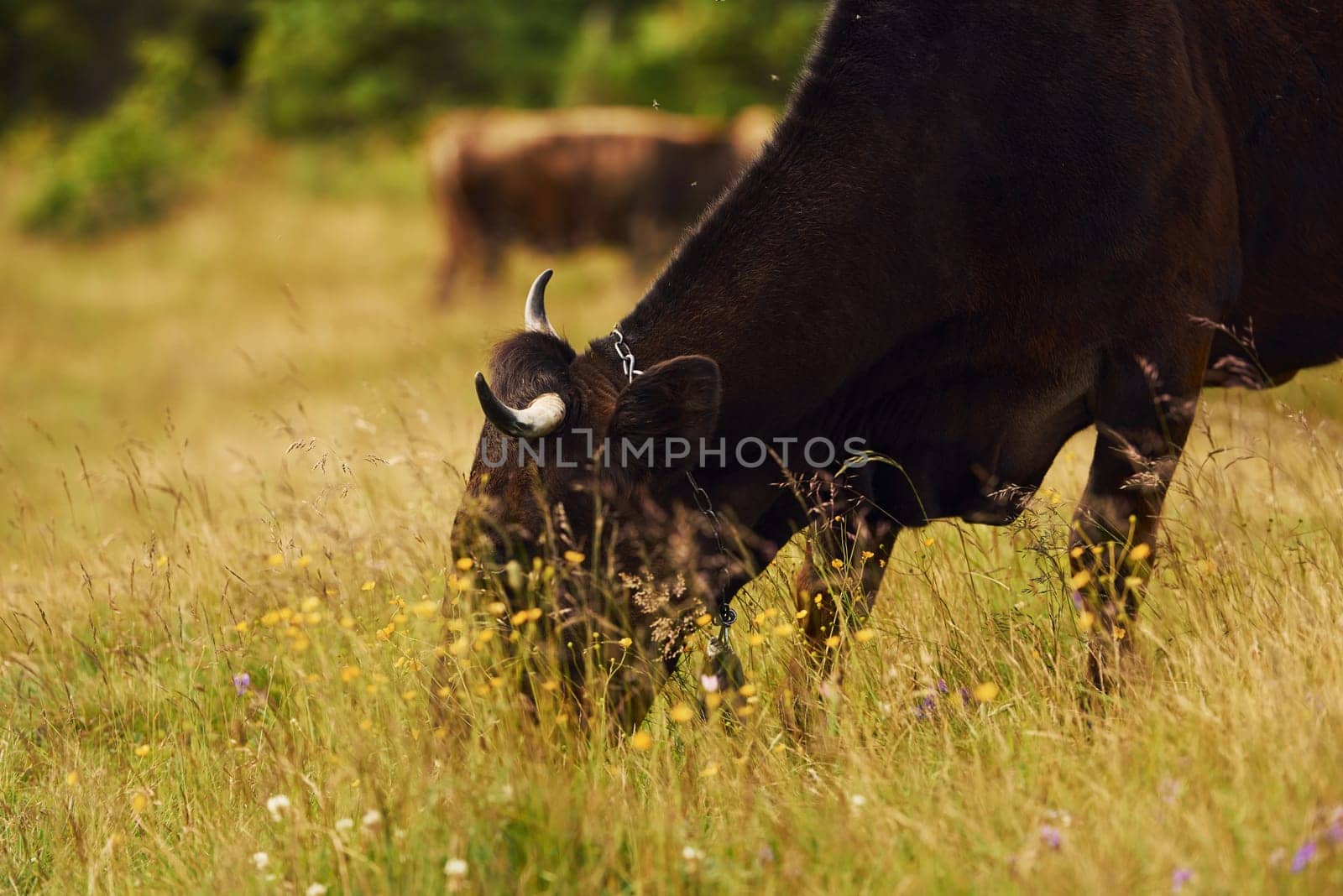 Cows outdoors at Carphatian mountains. Conception of traveling and farming.