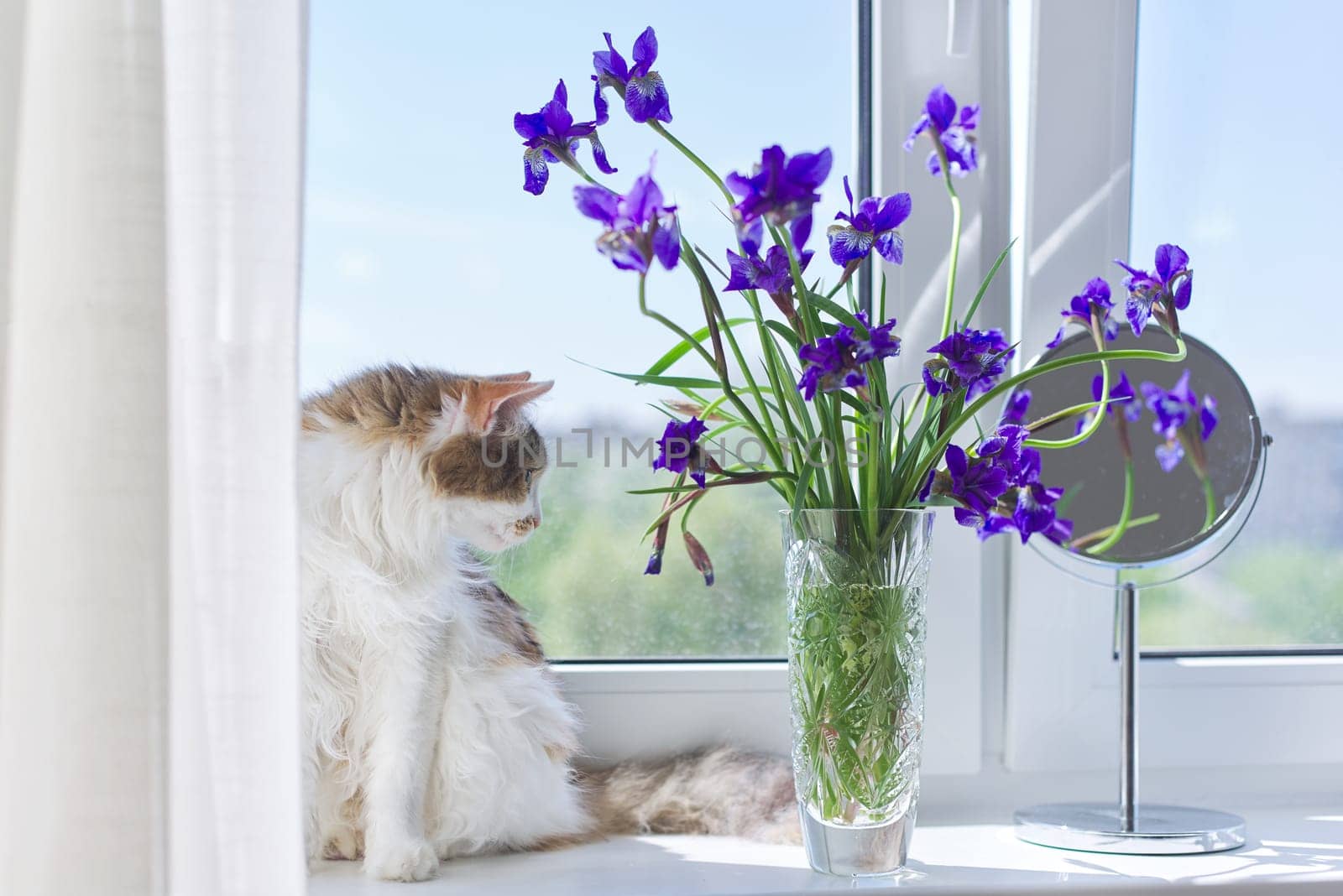 Tricolor cat sitting on a windowsill with a vase and bouquets of blue purple irises by VH-studio