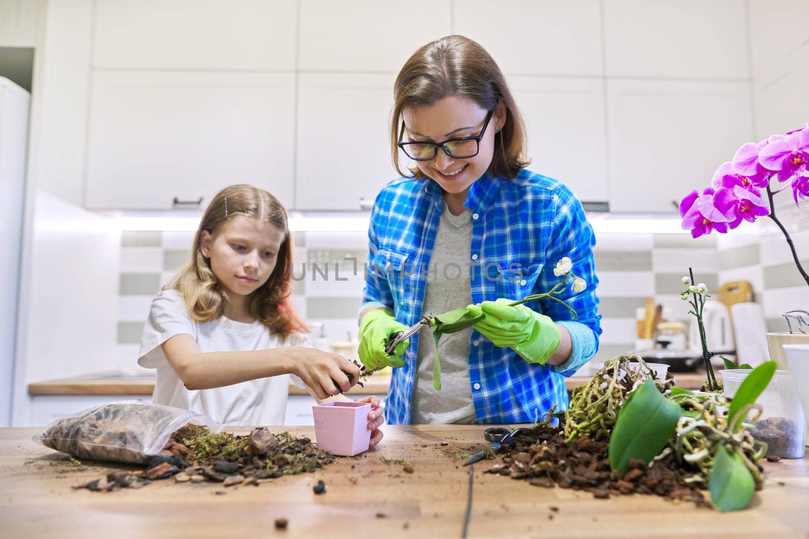 Mother and daughter child together in kitchen planting Phalaenopsis orchid plants in pots