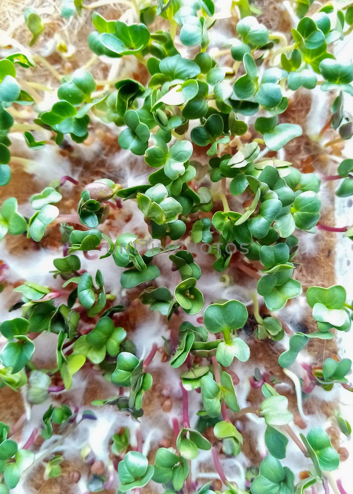 Organic microgreens from early radish seedlings, How to grow food at home on a windowsill.Sprouts of green plants and home gardening. Plastic reusable food delivery containers for seedlings of lettuce