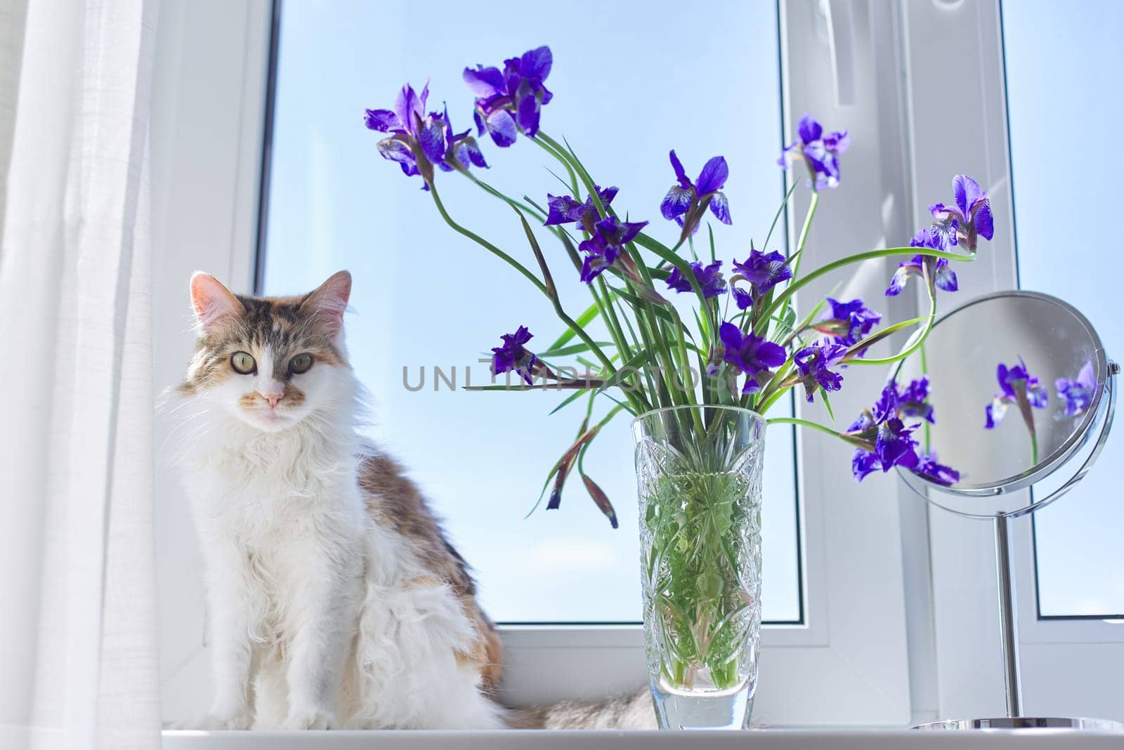 Tricolor cat sitting on a windowsill with a vase and bouquets of blue purple irises. Blue sky in window background
