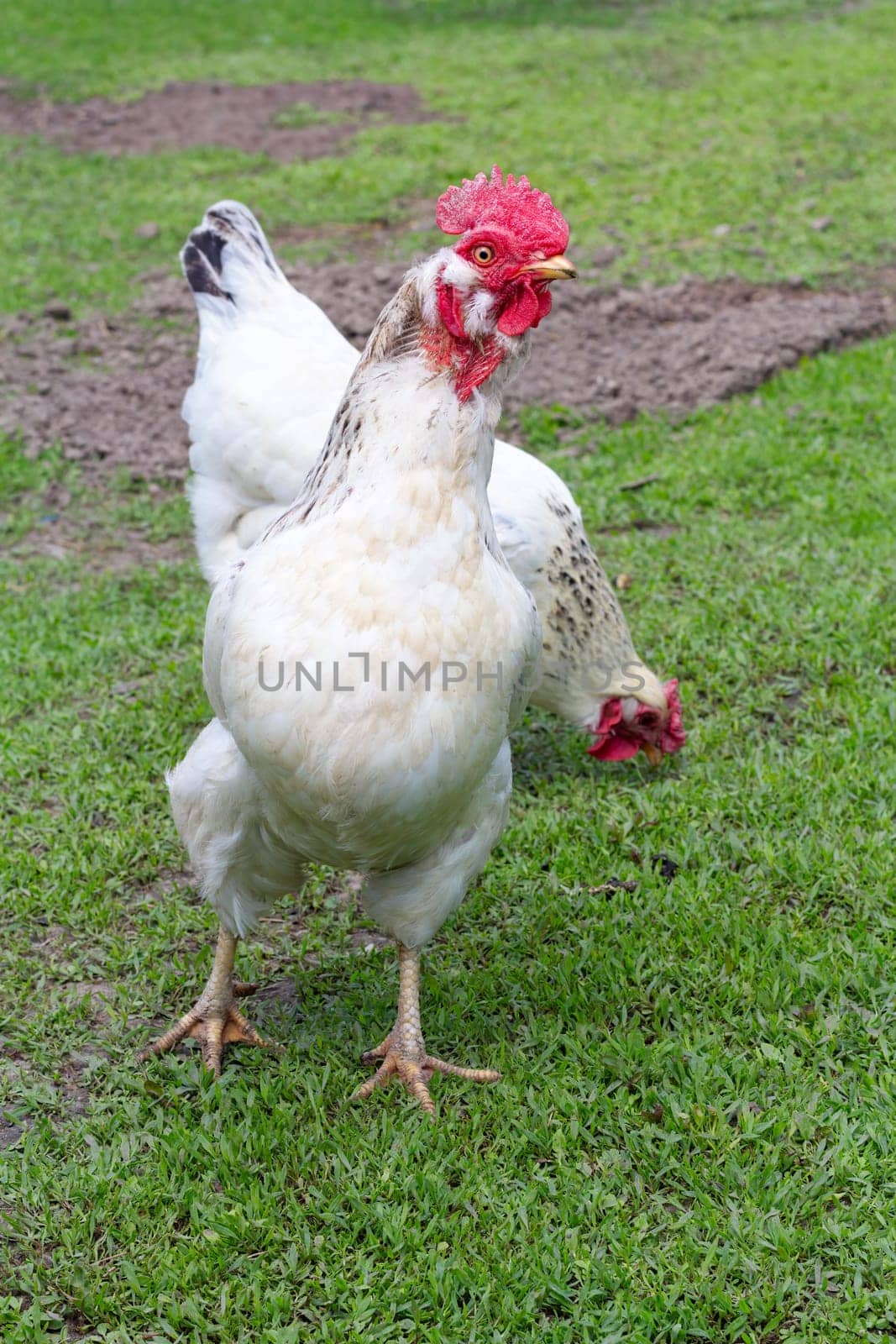 White rooster and a hen in the courtyard. Poultry farming in the countryside.