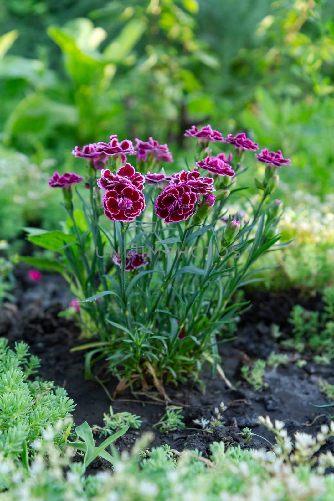Red carnation growing on a garden bed. Flower bed organization.