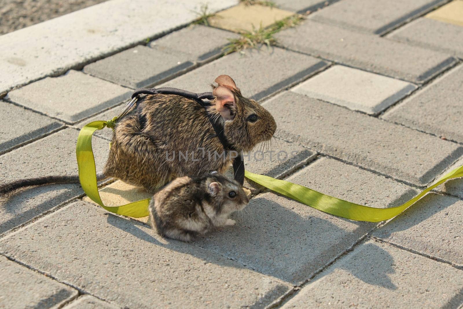 Funny photo, two rodents Chilean degu squirrel and hamster sitting on sidewalk and looking forward