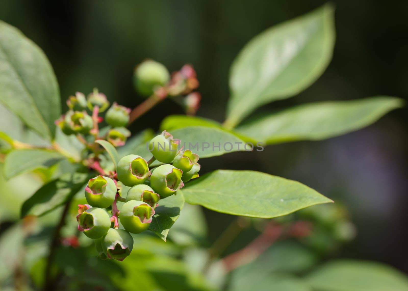 Close up fresh green blueberry berries growing in fruit garden, low angle view