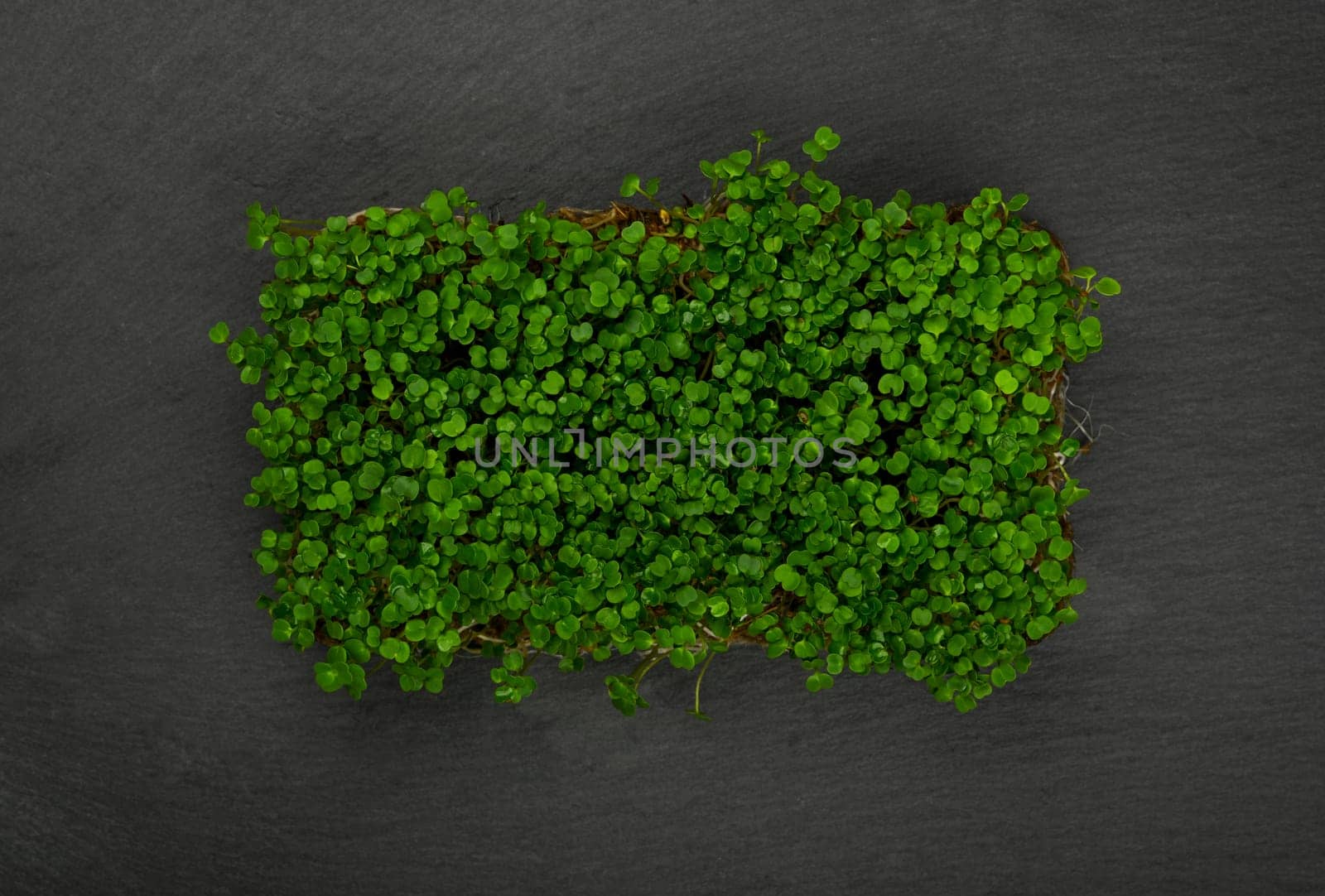 Close up fresh green arugula microgreens sprouts on black slate board background, elevated top view, directly above
