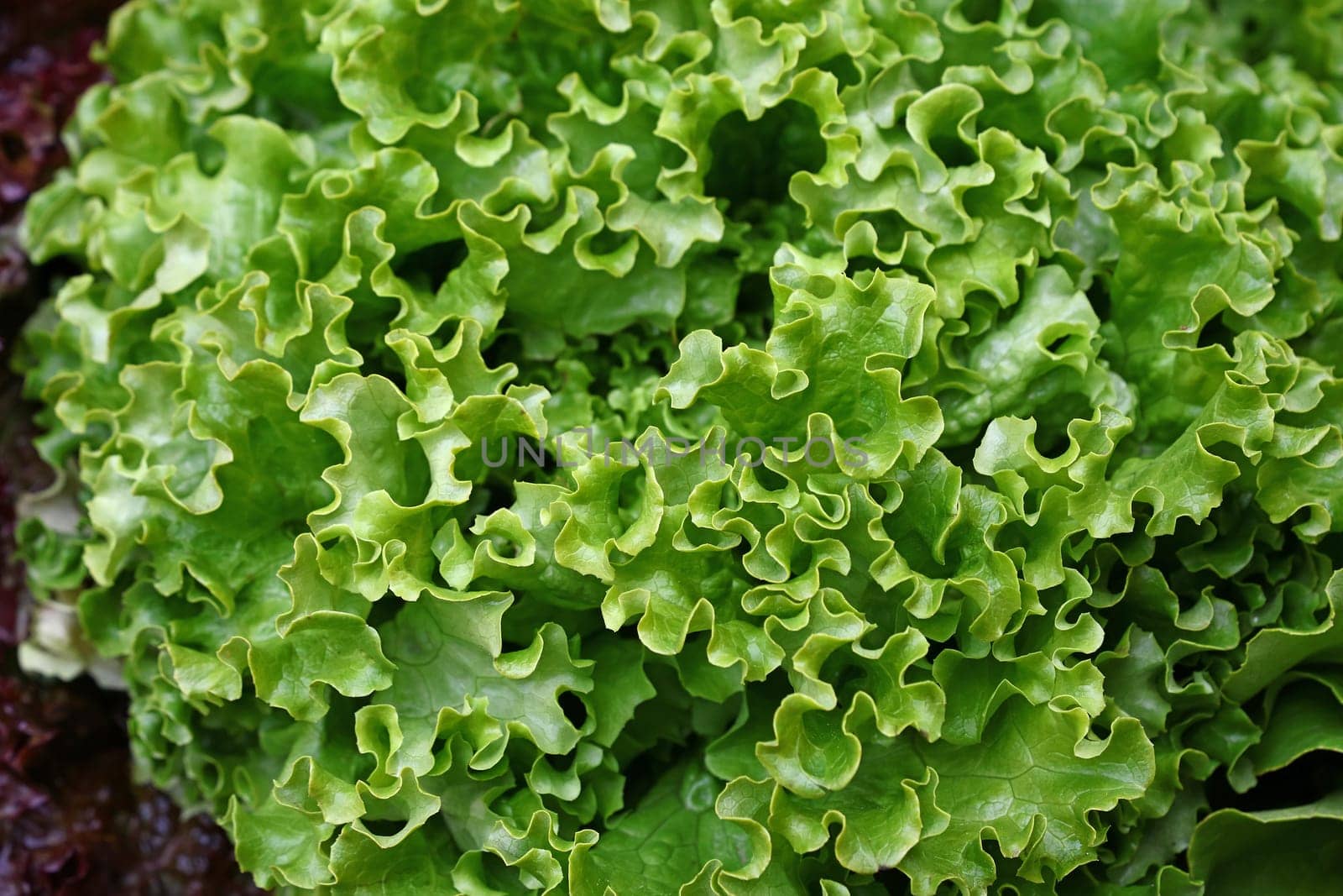 Heap of fresh green lettuce salad on farmers market display, close up, high angle view