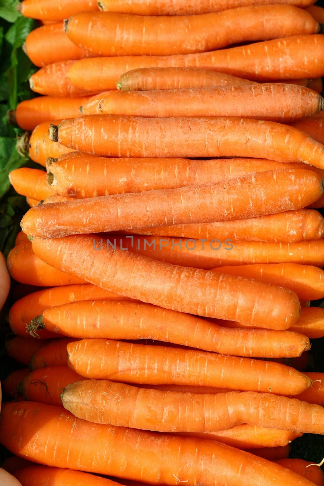 Close up heap of many fresh washed new farm carrot at retail display of farmer market, high angle view