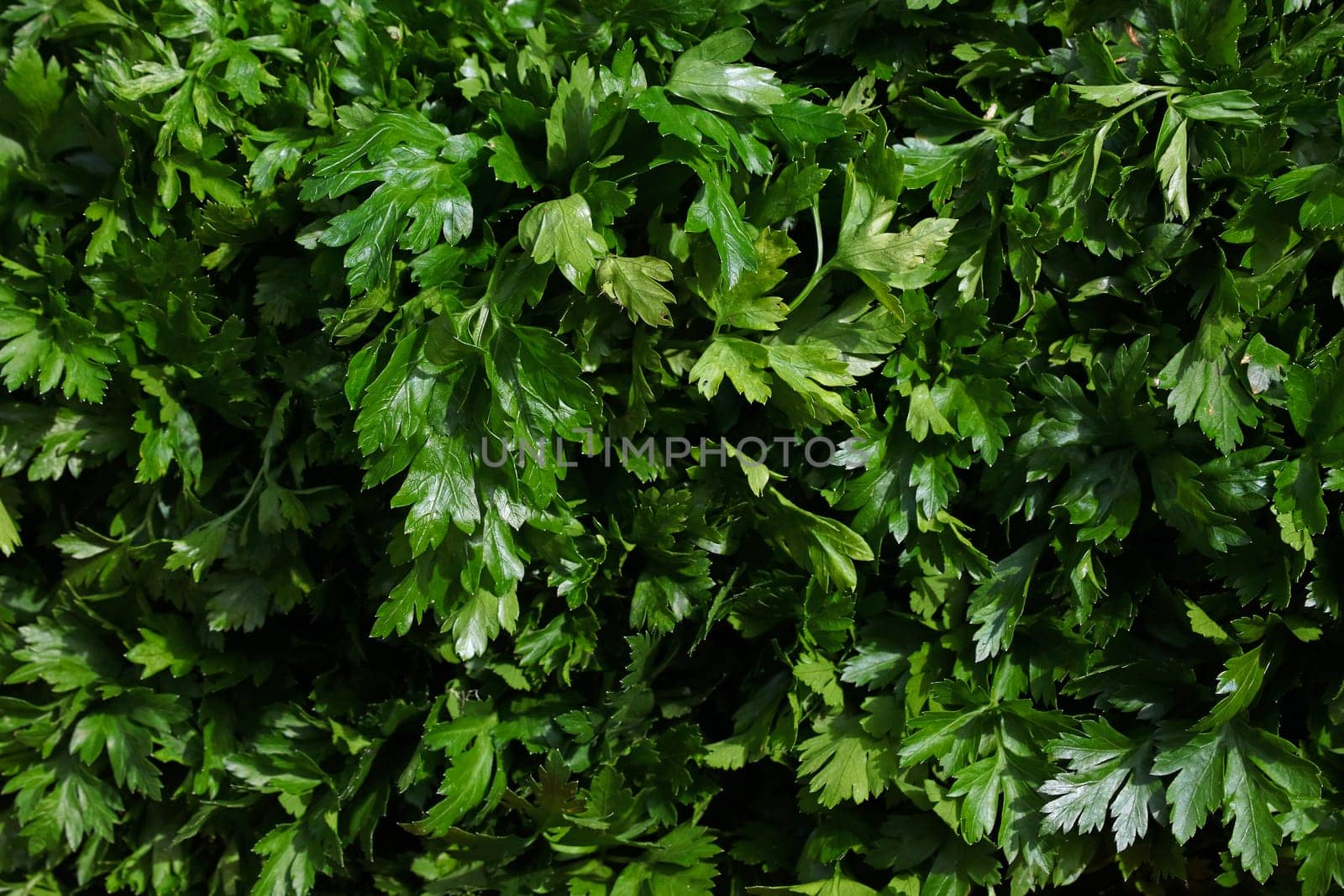 Heap of fresh green parsley bunches on farmers market display, close up, high angle view