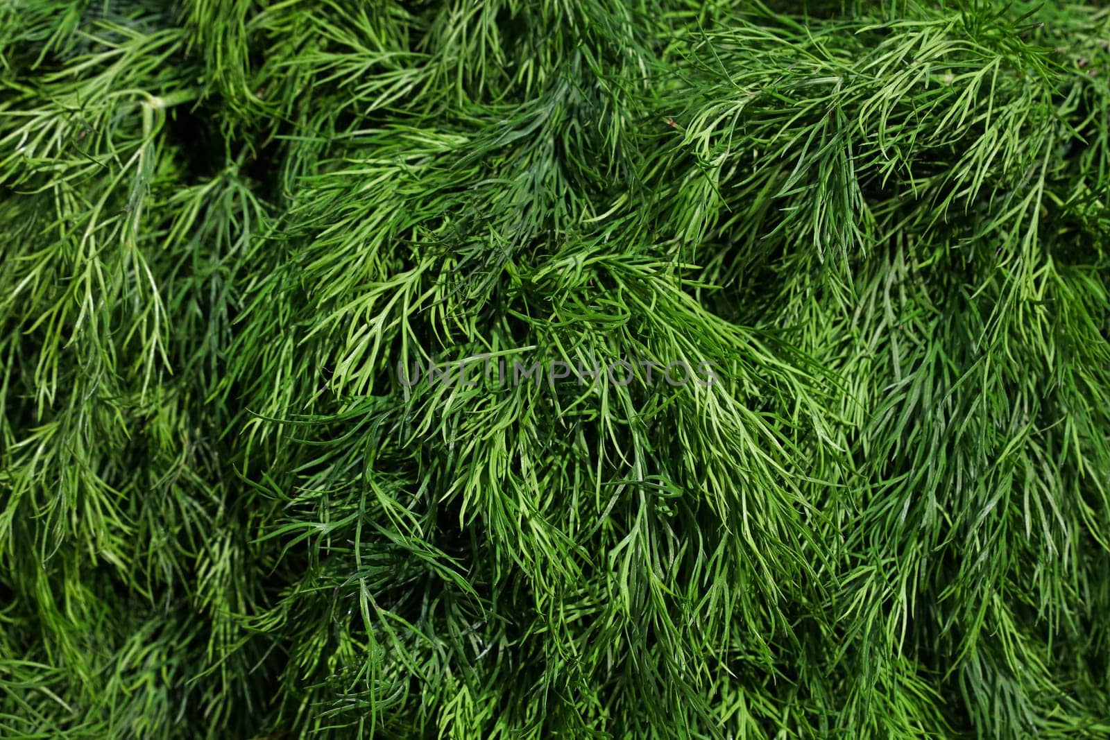 Heap of fresh green dill bunches on farmers market display, close up, high angle view