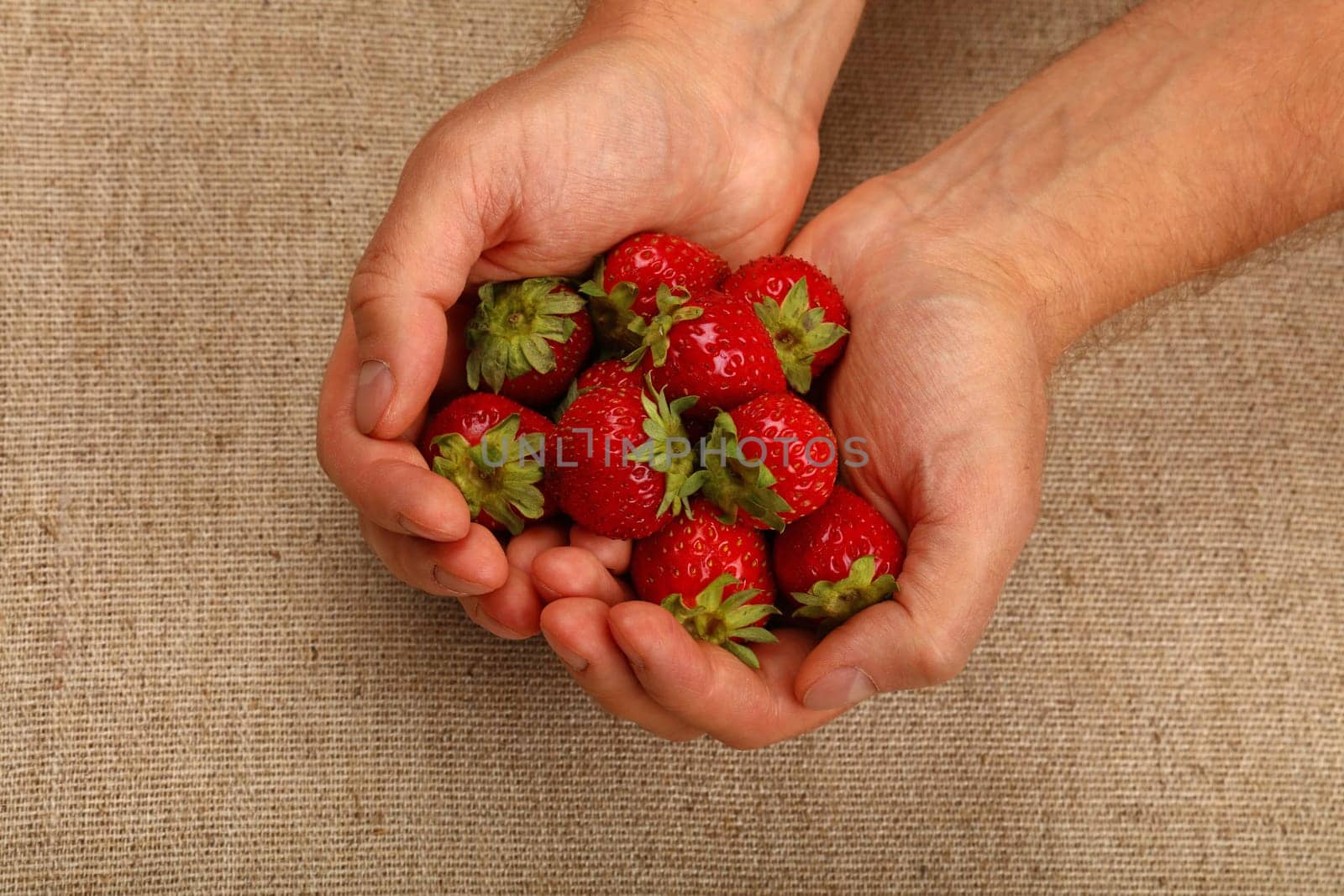 Close up man hands holding handful of fresh strawberry berries over canvas background with copy space, high angle view, directly above