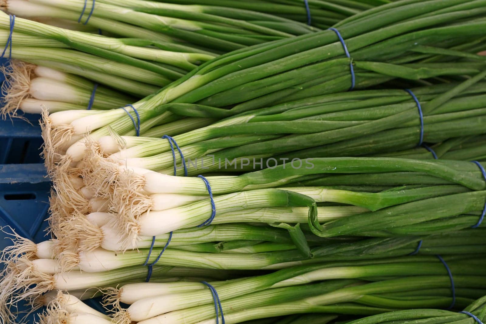 Heap of fresh green spring bunch onion by BreakingTheWalls