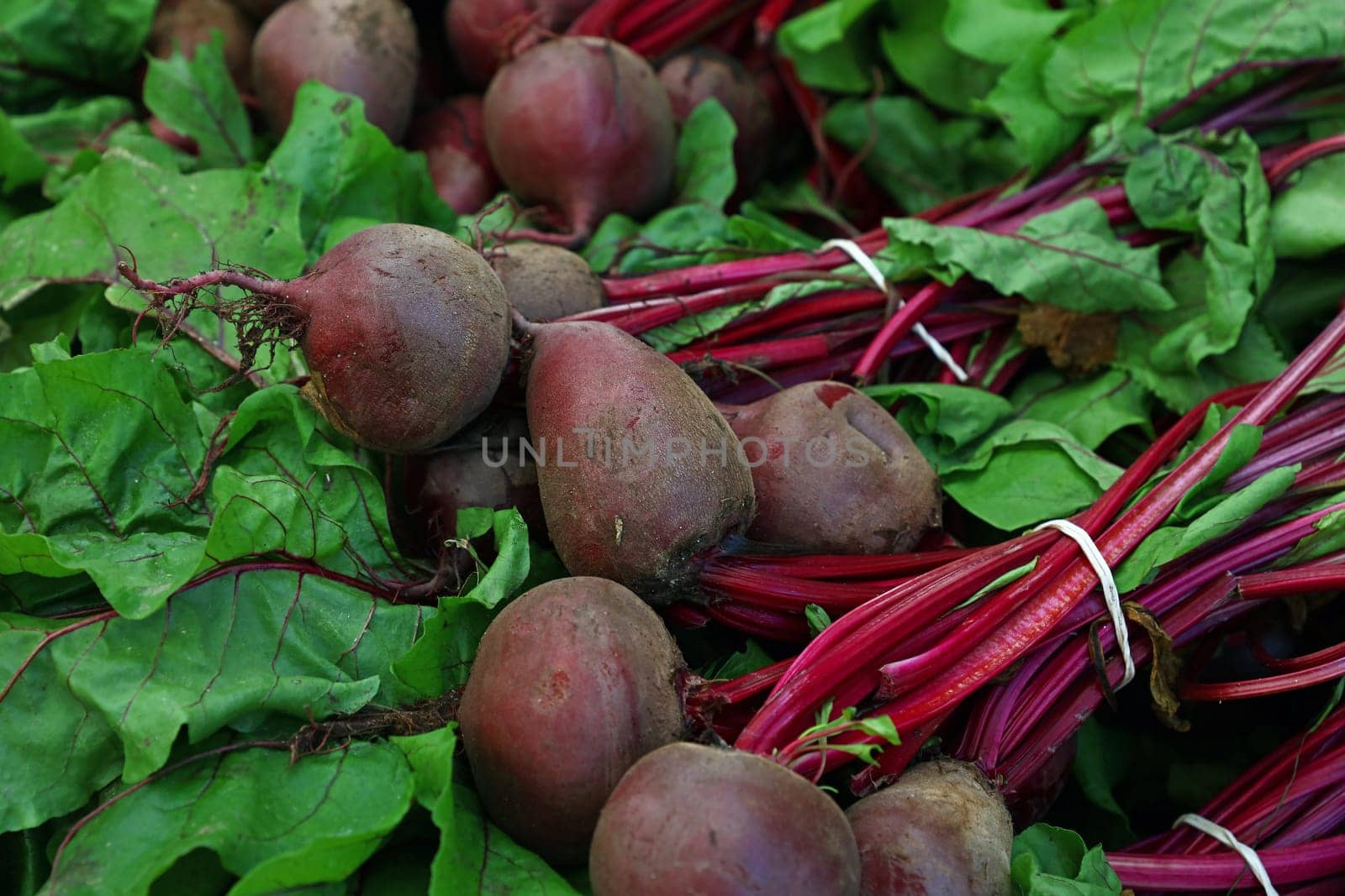 Close up heap of fresh new red beet bunches by BreakingTheWalls