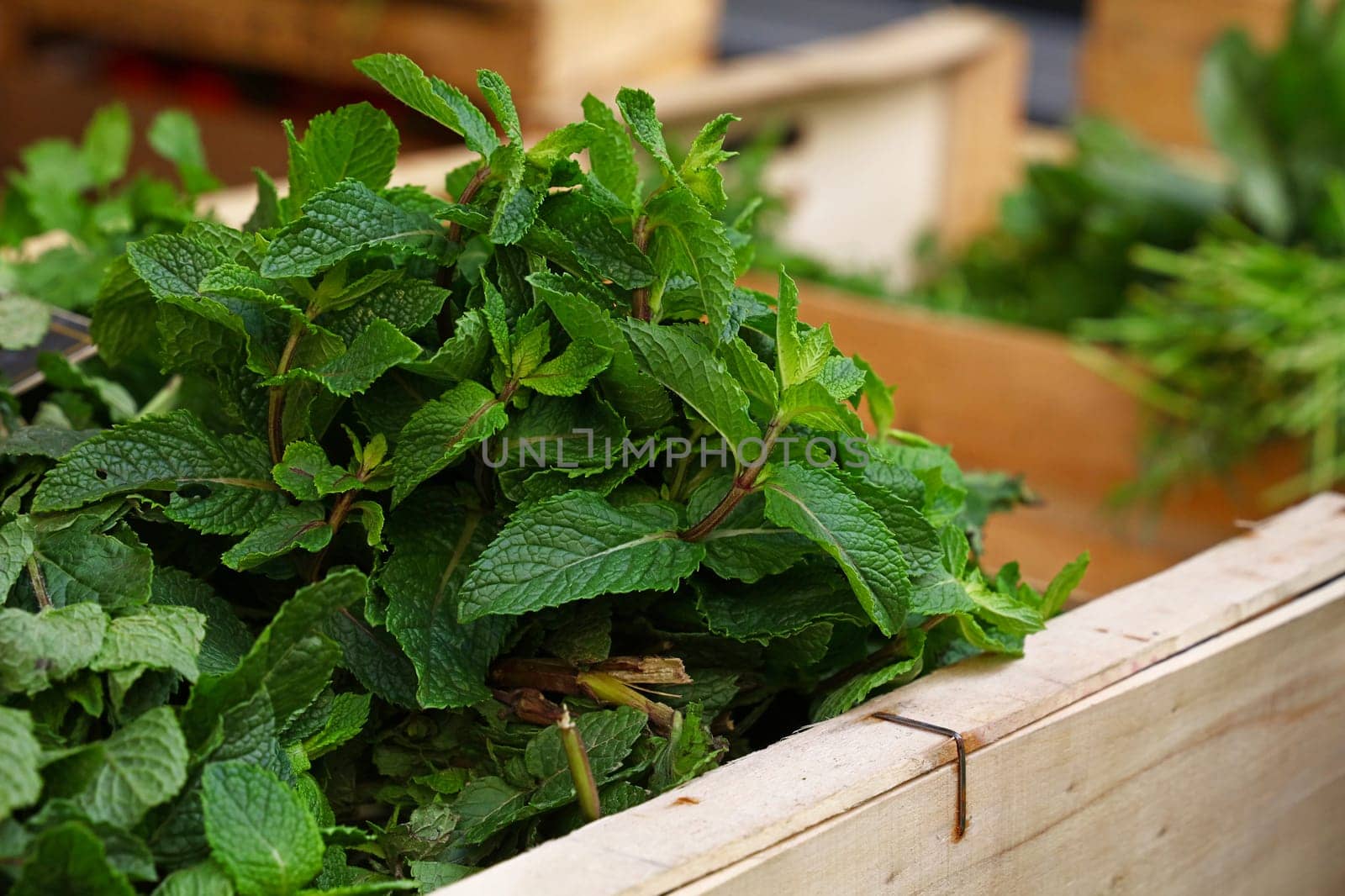 Heap of fresh green mint by BreakingTheWalls