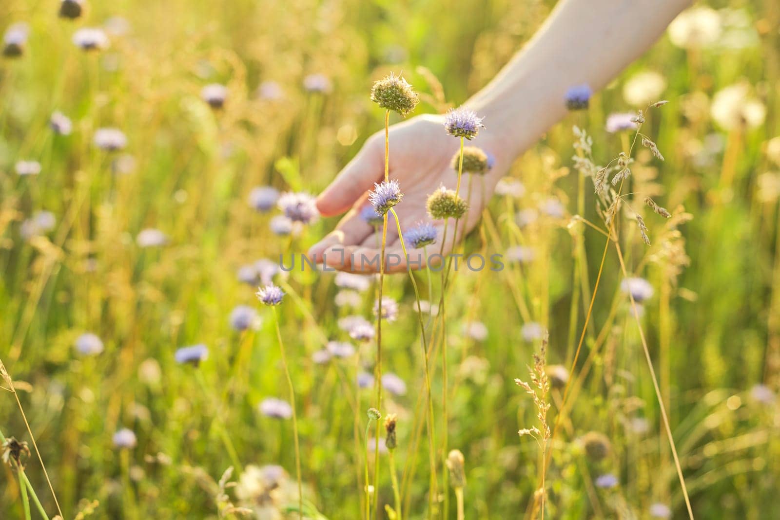 Summer wild meadow grass and flowers in girl hand, nature by VH-studio