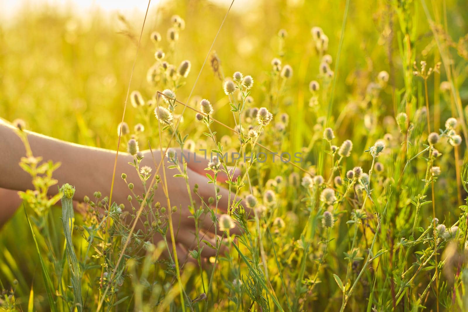 Summer wild meadow grass and flowers in girl hand, closeup, nature, ecology, summer season