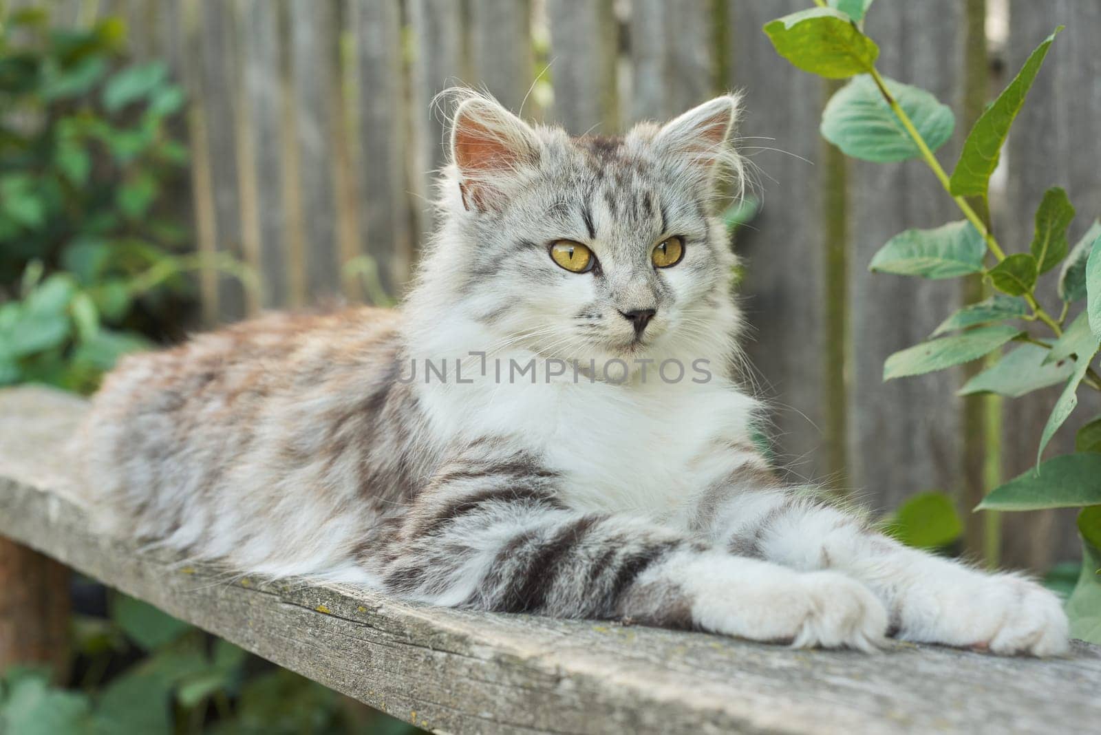 Beautiful gray fluffy cat lying on the bench outdoor.