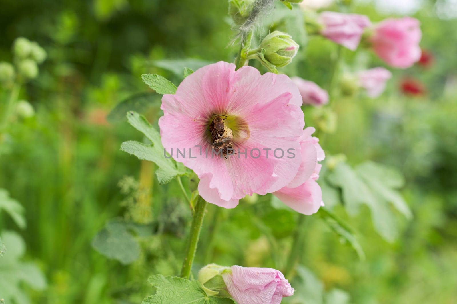 Many bees pollinating pink mallow flower on sunny summer day.