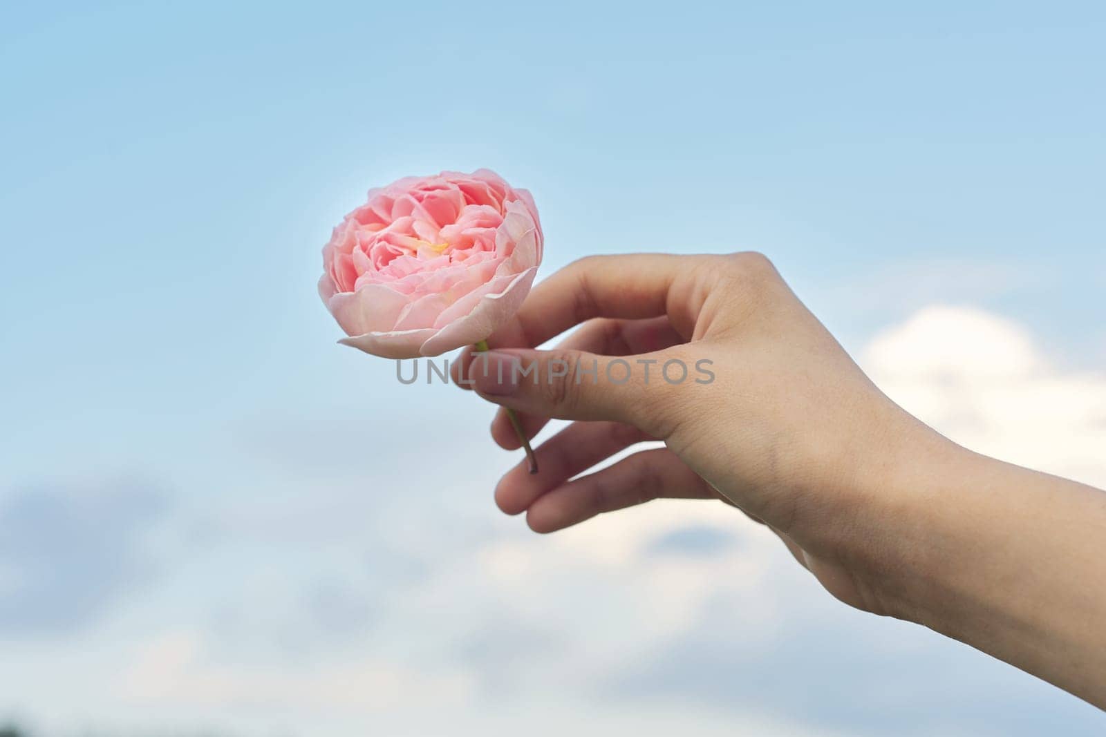 Female hand holding pink rose flower, background blue clear sky in clouds, copy space. Beauty, natural floral and herbal cosmetics and perfumes