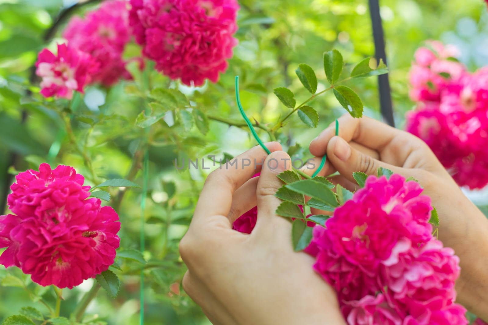 Hobbies of young woman growing rose bushes in garden, hands tying branches with weaving rose flowers on fence support