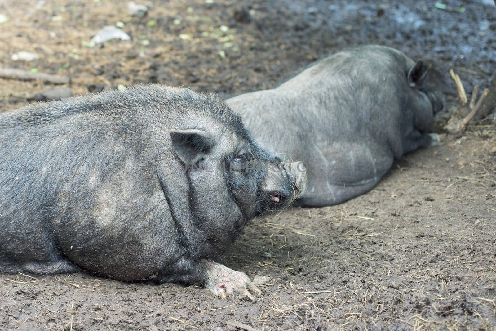 Couple of black Vietnamese pigs at farm. Female pig and male wild boar lying and resting on the ground
