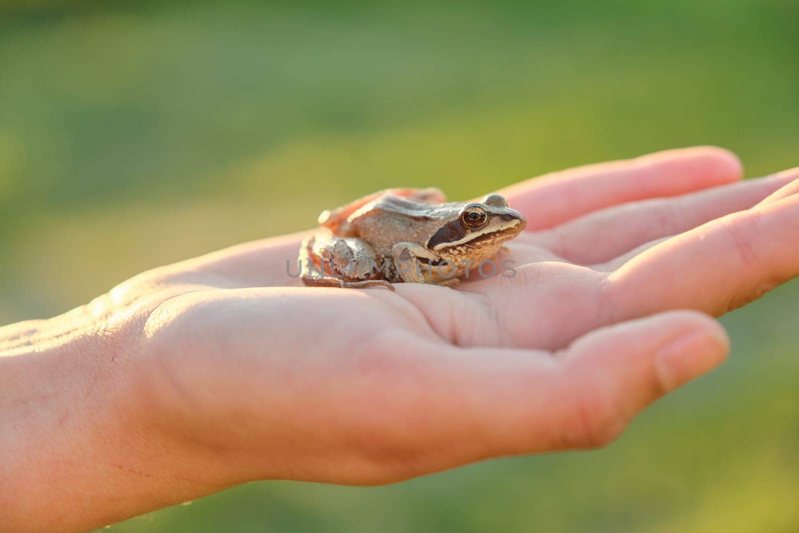 Close-up of little green frog sitting on girl hand, background green nature grass