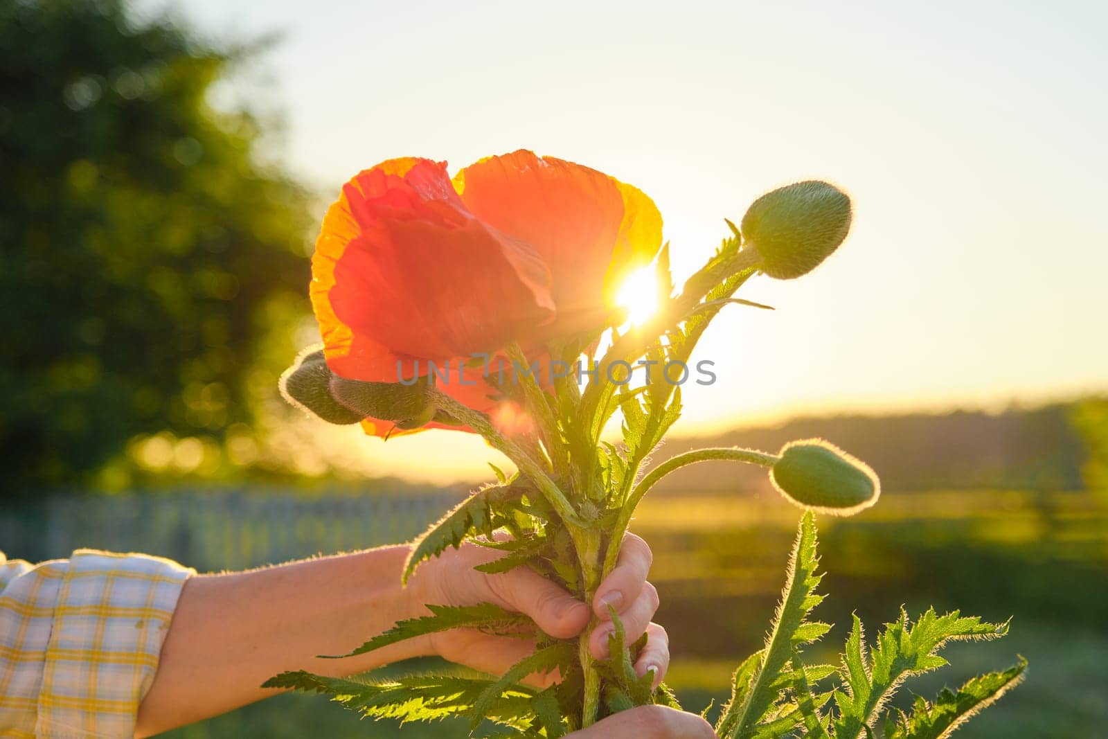 Bouquet of red poppies flowers in a female hand, background green nature sky sunset, golden hour