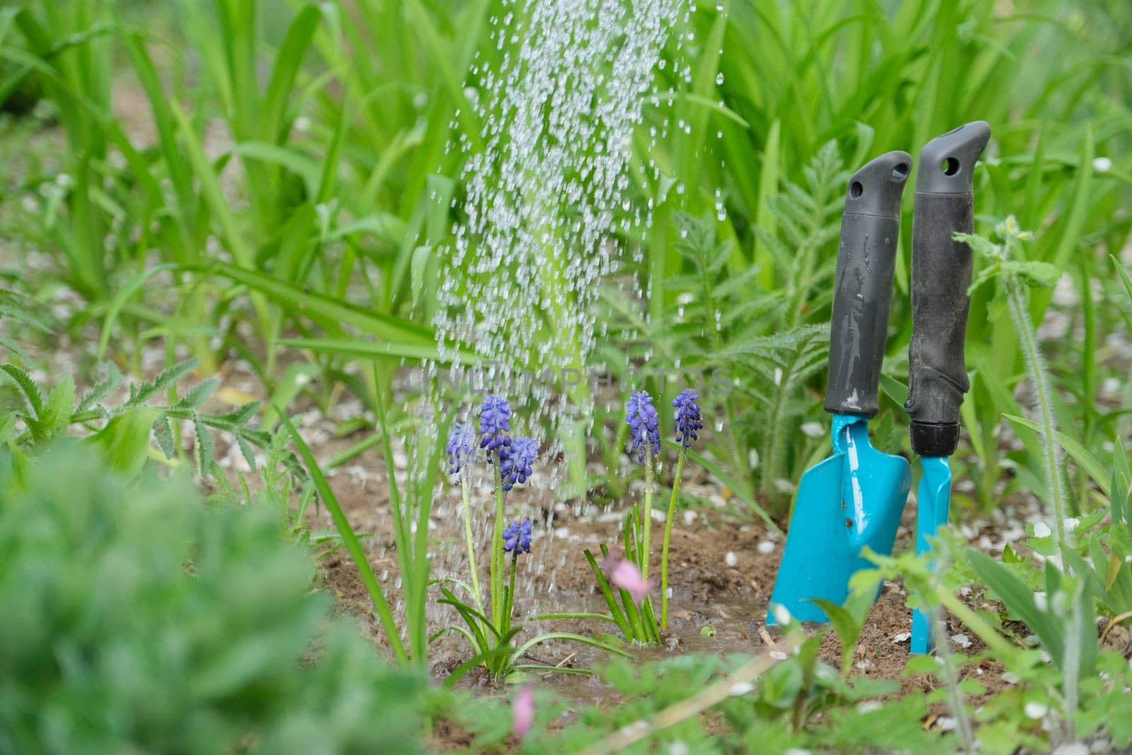 Springtime, spring seasonal gardening. Woman hands with garden tools working with soil and watering blue muscari flowers Grape Hyacinth with young green plants