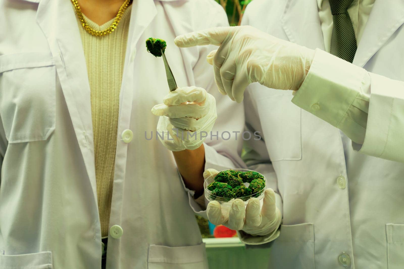 Closeup scientists grasping gratifying heap of cannabis weed buds on petri dish with tweezers harvested from a curative indoor cannabis farm. Cannabis farm in grow facility for high quality concept