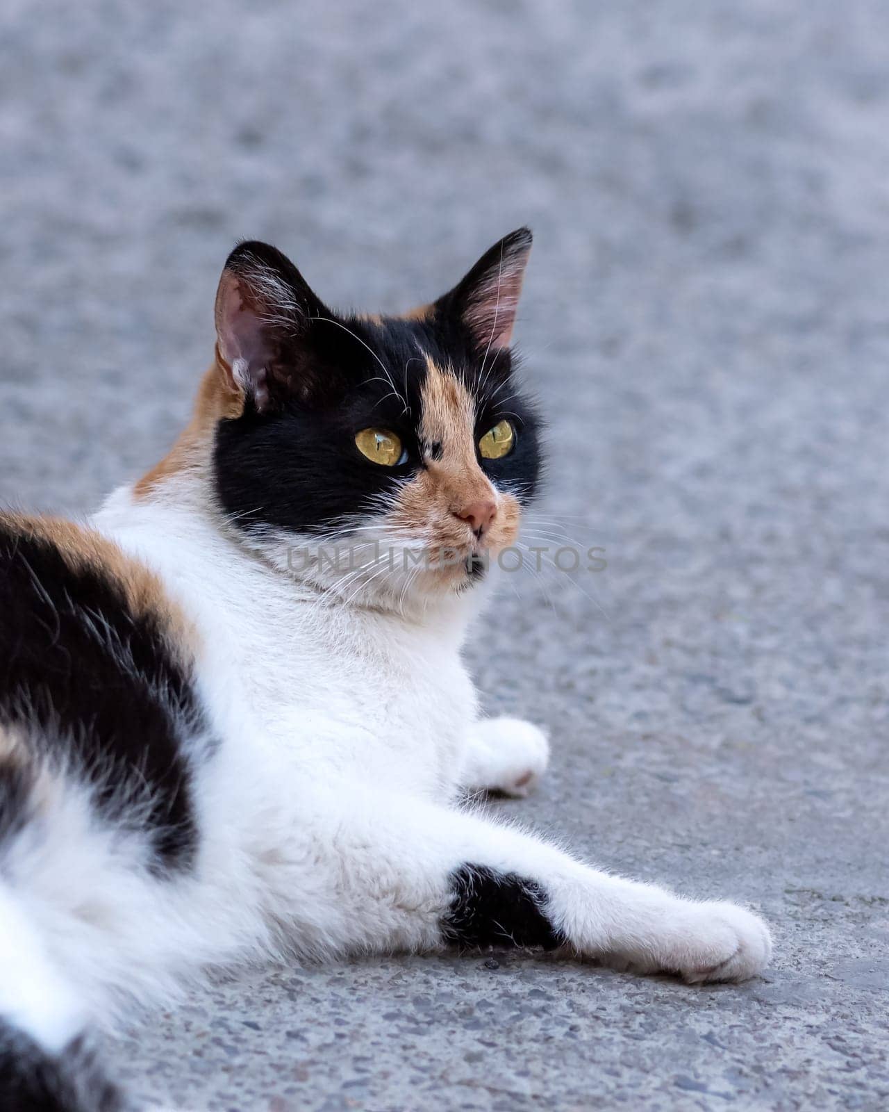 Female stray cat lying and looking at the camera, tabby cat head image