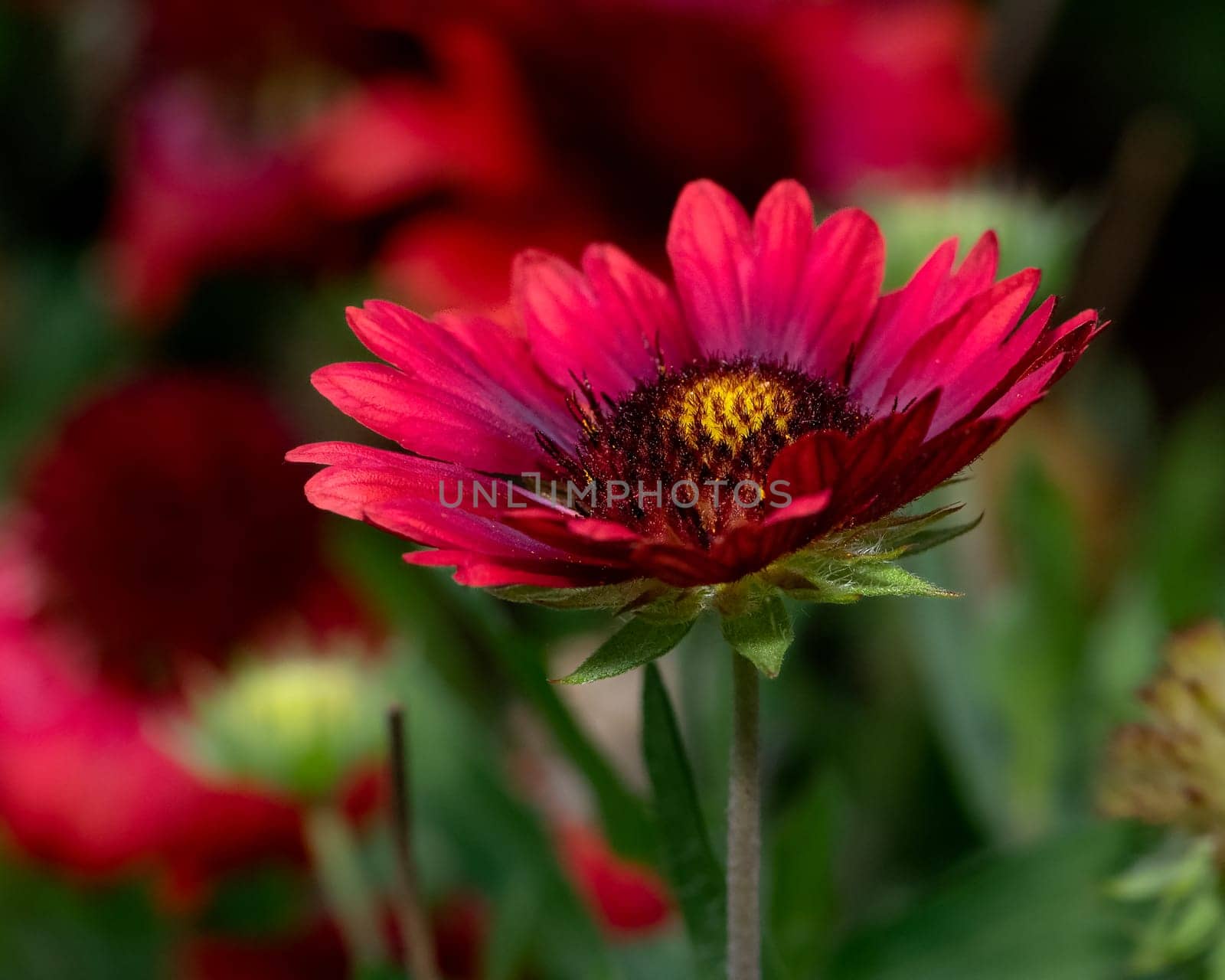 Detailed photo of vibrant red summer flower by Millenn