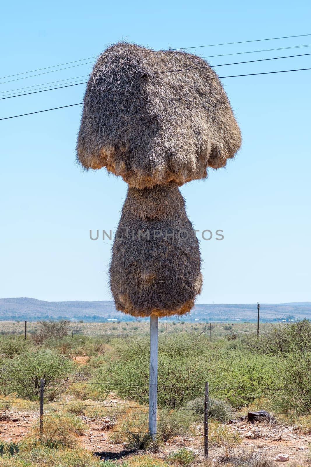 A community bird nest built on a telephone pole between Groblershoop and Upington in the Northern Cape Province of South Africa