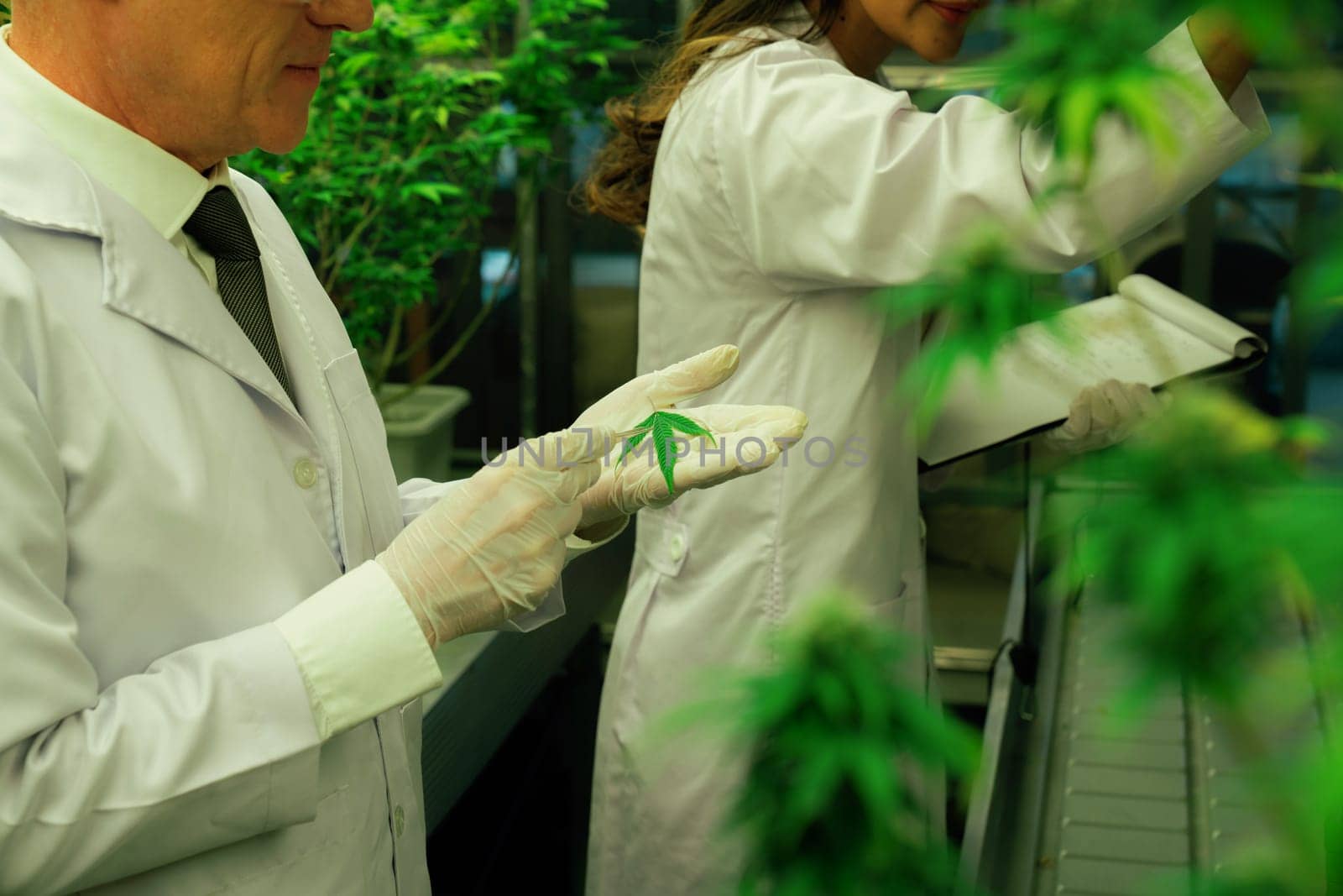 Scientists researching cannabis hemp and marijuana plants in gratifying indoor curative cannabis plants farm. Cannabis plants for medicinal cannabis products for healthcare and medical purposes.
