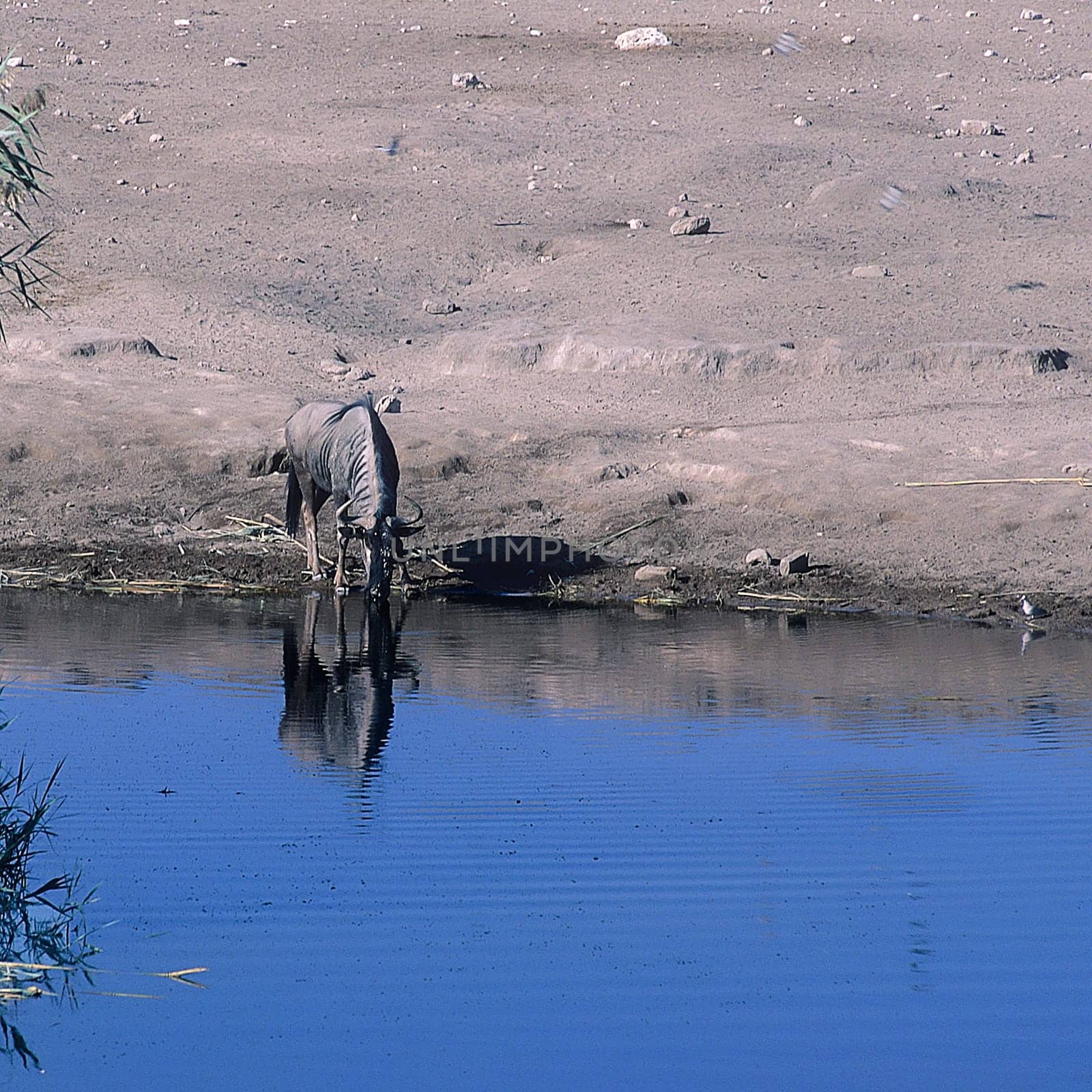 Blue Wildebeest, (Connochaetes taurinus), Africa, Namibia, Oshikoto, Etosha National Park