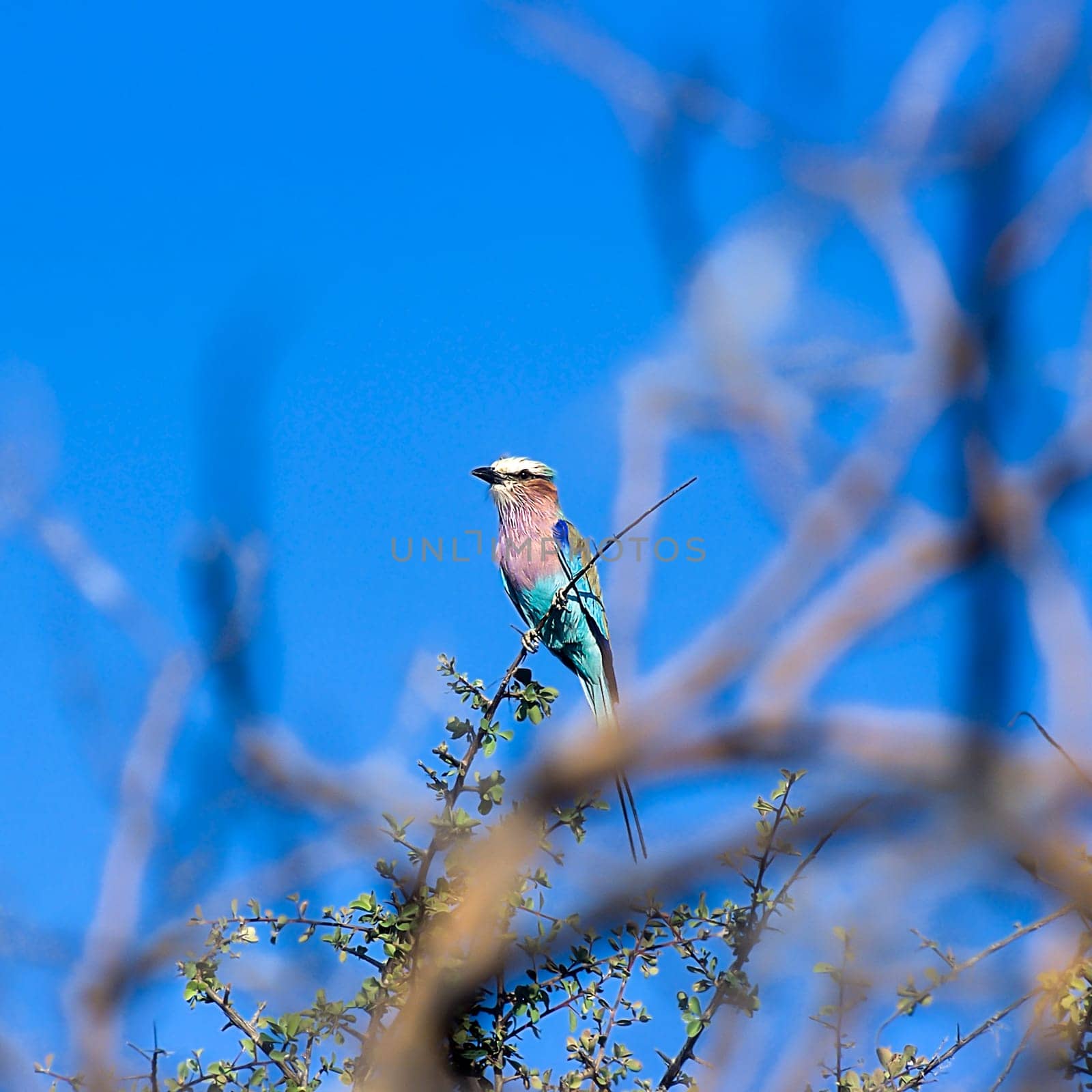 Lilacbreasted Roller, (Coracias caudata), Africa, Namibia, Oshikoto, Etosha National Park