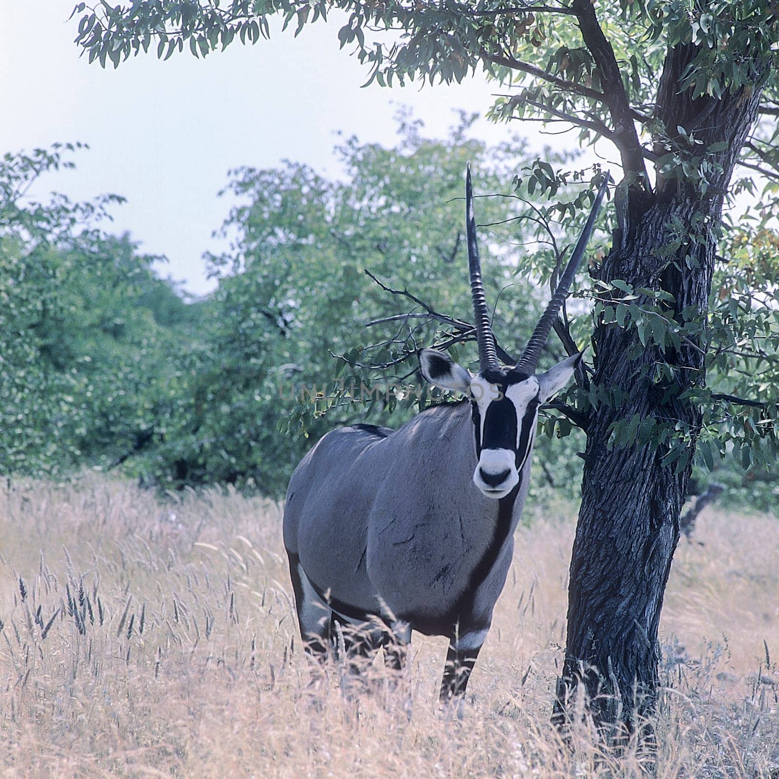 Gemsbok, (Oryx gazella), Africa, Namibia, Oshikoto, Etosha National Park