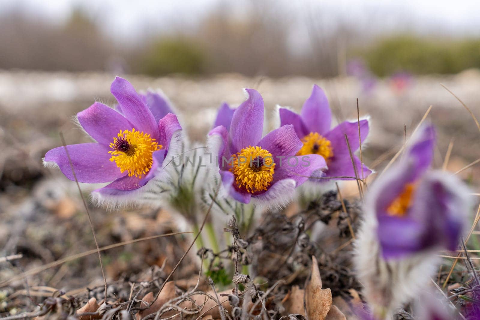 Dream grass spring flower. Pulsatilla blooms in early spring in forests and mountains. Purple pulsatilla flowers close up in the snow by Matiunina