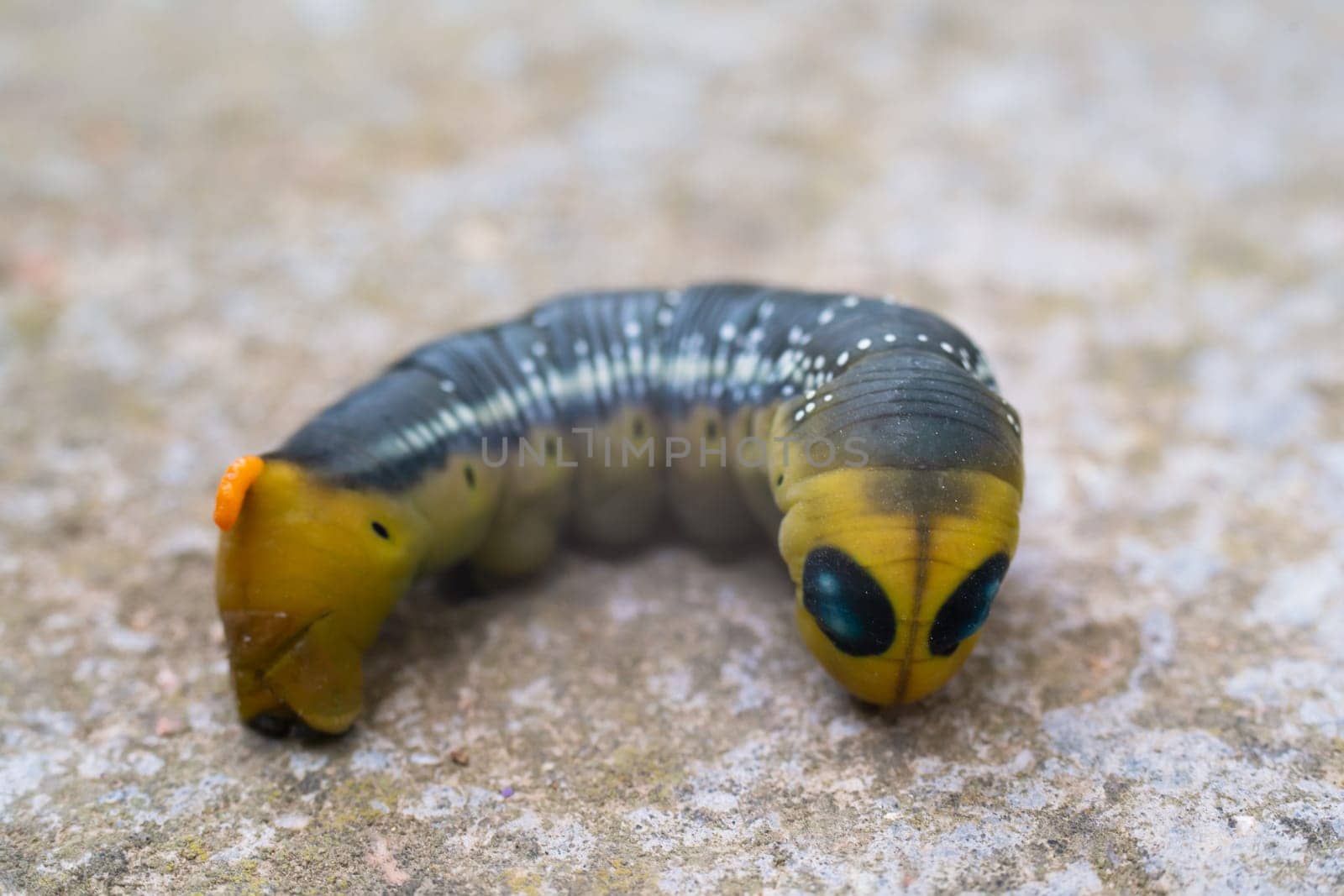 Oleander hawk moth caterpillar Daphnis nerii from European forests and woodlands. by Matiunina