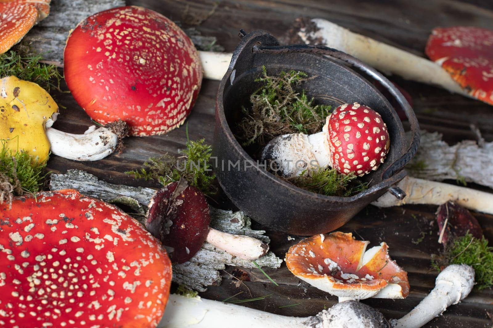 beautiful orange-red fly agaric on a wooden table ,autumn harvest of poisonous mushrooms. High quality photo